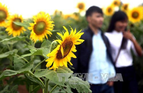 千亩向日葵花海成为年轻人的理想目的地。（图片来源：越通社）