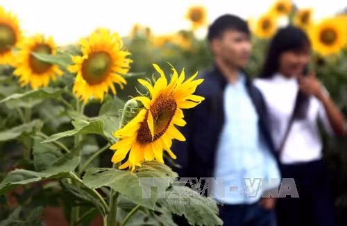 千亩向日葵花海成为年轻人的理想目的地。（图片来源：越通社）
