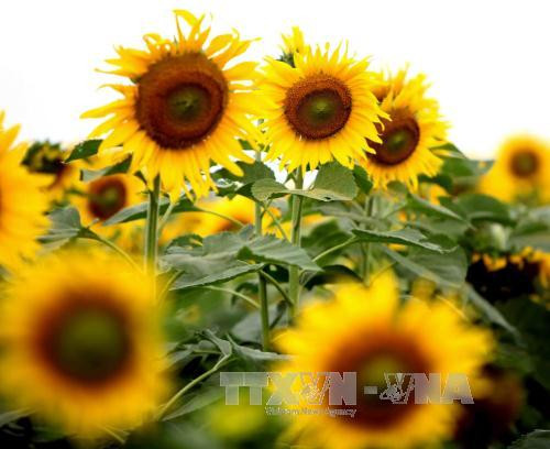 一片黄色“火焰”的花海。（图片来源：越通社）