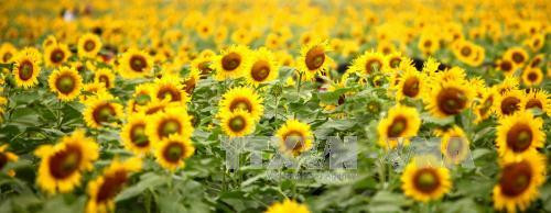 一片黄色“火焰”的花海。（图片来源：越通社）