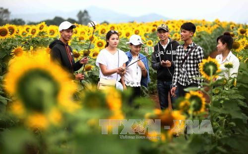 千亩向日葵花海成为年轻人的理想目的地。（图片来源：越通社）