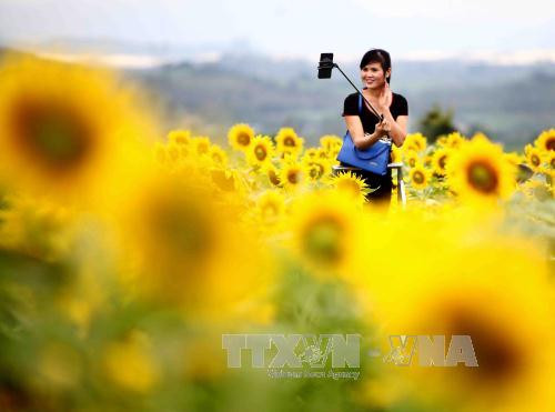 游客在“花海”中摆出各种姿势拍照。（图片来源：越通社）
