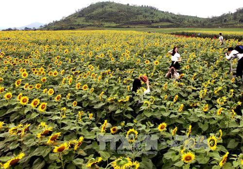 游客在“花海”中摆出各种姿势拍照。（图片来源：越通社）