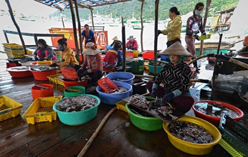 土珠岛民以捕捞、养殖和海产加工为谋生之计。（图片来源：《人民军队报网》）