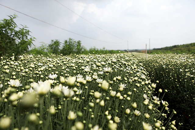 （图片来源：人民报）