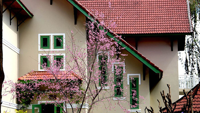 梅樱花是大叻城的象征。图自人民报网