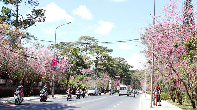 梅樱花是大叻城的象征。图自人民报网