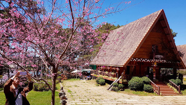 现在是大叻市梅樱花盛开的季节，吸引众多游客前来参观照相。图自人民报网