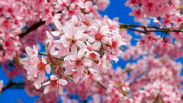 大叻市梅樱花竞相绽放。图自人民报网