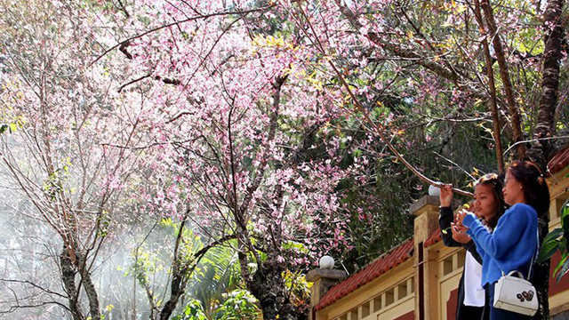 梅樱花是大叻城的象征。图自人民报网