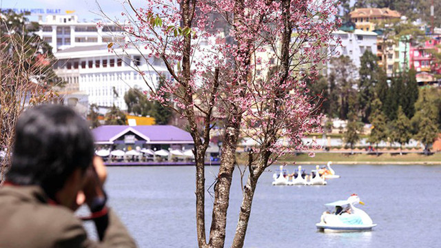 梅樱花是大叻城的象征，给赴大叻观光游览的每一位游客心中留下了难忘的印象。图自人民报网