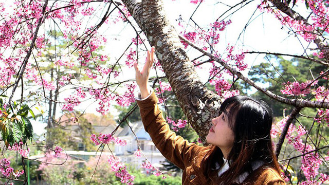 梅樱花的粉色美得让人心醉。图自人民报网