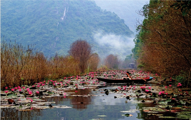 曰成作者的作品《燕泉睡莲季》。（图片来源：《越共电子报》）