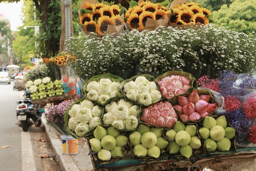 每年秋天到来时，我们将很容易在各条街道上看到载满莲花、雏菊花的车子和小摊贩。莲花是一种多年生宿根水生花卉。在越南有各种各样的莲花，白色的、绿色的、紫色的、红色的，然而最常见的还是红色和白色的莲花。莲花是大自然给予人类的无价之宝。随着东北风的到来，洁白的雏菊花就在冷冷的天气里极度盛开，雏菊花就是河内初冬的花种。图自Vietnam+