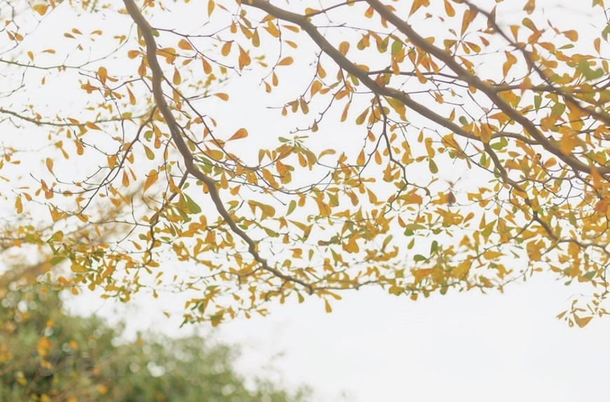 阳光透过树木洒满街道，景色宁静唯美。河内秋天的金色阳光让人心动。早晨的阳光如梦似幻，为首都的古老增添新鲜的色彩。秋天使人们的心灵更宁静深刻。也许这正是这片优雅的长安之地吸引人的魅力所在。不仅河内人，四方游客也爱上了河内秋天的阳光。图自Vietnam+