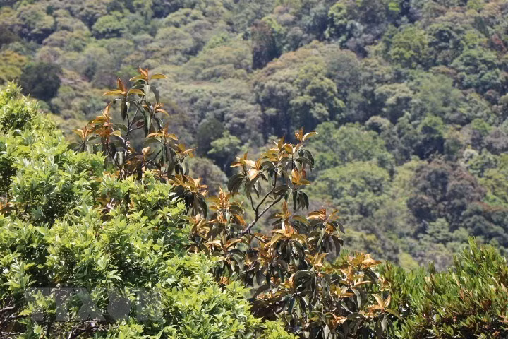 一到换叶季节，白马国家公园的风景犹如一幅五彩缤纷、美妙无比的图画。图自 越通社