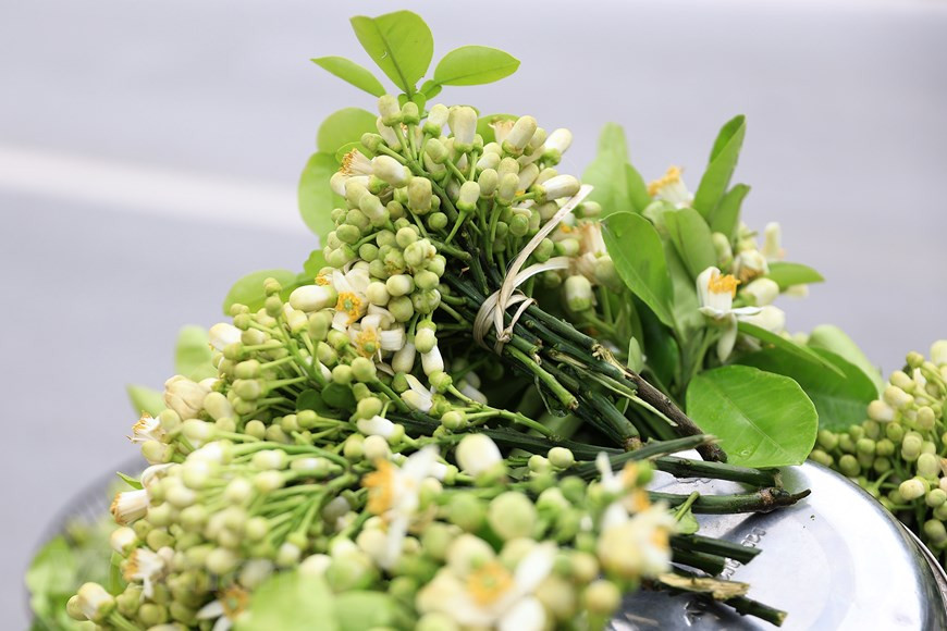 柚子花芽为混合芽，春季萌发时抽梢后开花。图自：越通社/Vietnam+