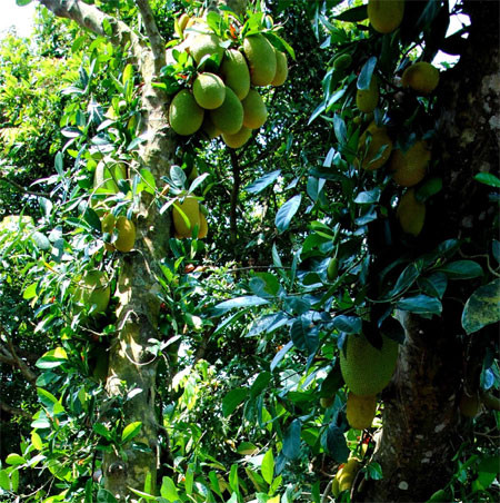 美味绝伦且颇受人们喜爱的素女菠萝蜜（图片来源：人民军队报） （完）