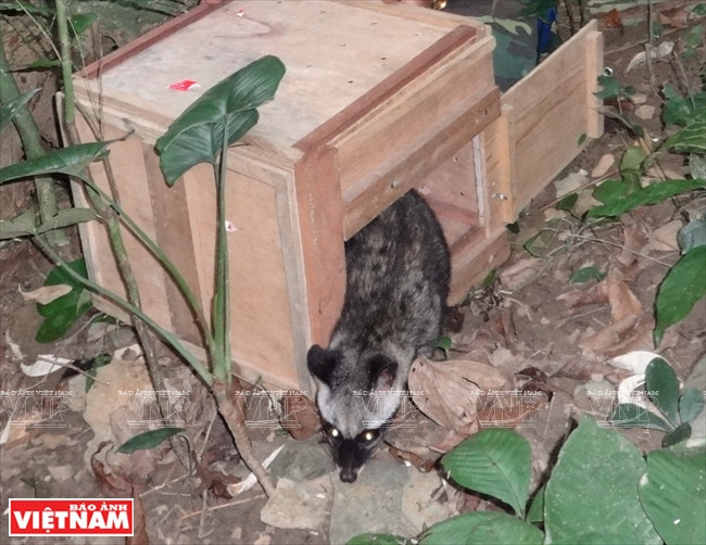 一只被及时获救的熊狸。 越通社记者 功达 摄