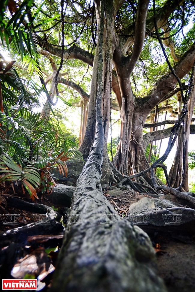 寄生在古榕树的藤树。越通社记者 清和 摄