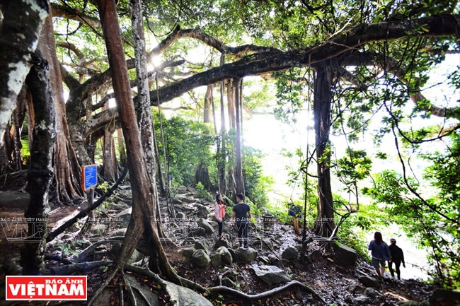 古榕树是探索山茶半岛自然景观的有趣落脚点。越通社记者 清和 摄