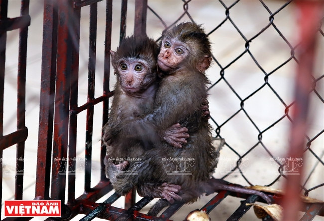 可爱的小猴一见到陌生人就很害怕。 越通社记者 功达 摄