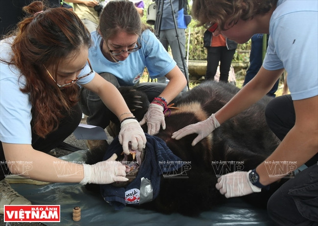 被越南野生动物保护中心和宁平省林检分局及时发现并及时得到专业治疗的两只老虎。 越通社记者 功达 摄
