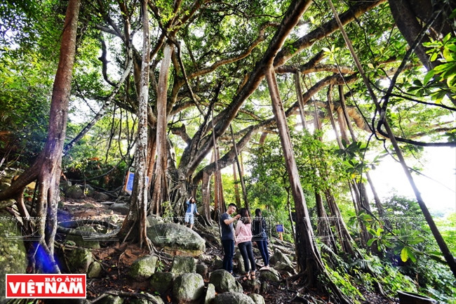 山茶半岛古榕树有800余年，高22米，树干周长近100米。越通社记者 清和 摄