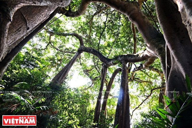 千姿百态的古榕树。越通社记者 清和 摄