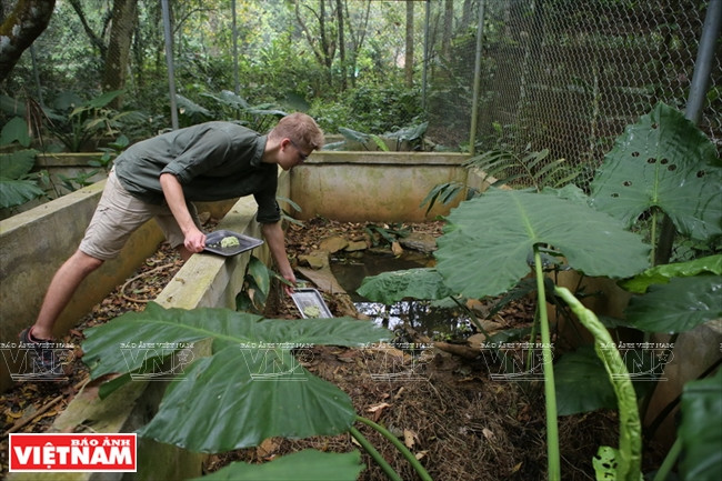 工作人员给乌龟送去食物。 越通社记者 功达 摄