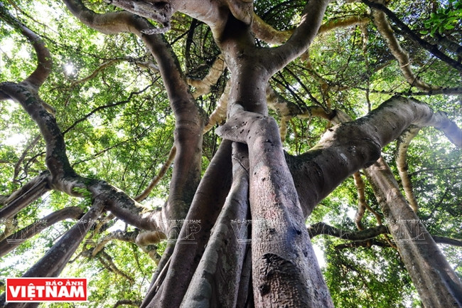 枝繁叶茂的千年古树。越通社记者 清和 摄