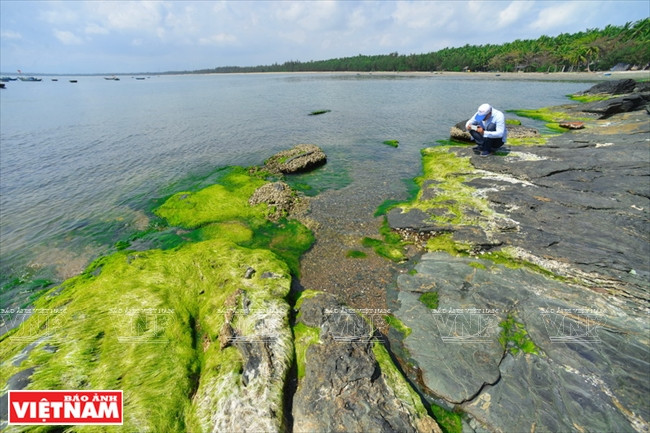 入夏，海边石滩披上绿色的苔衣，美不胜收。越通社记者 清和 摄