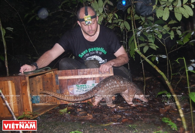 每年，越南食肉动物和穿山甲保护中心把许多恢复健康的食肉动物重新释放出来。越通社记者 功达 摄