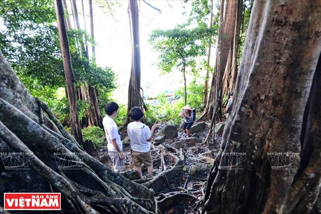 许多游客对奇特雄姿的千年榕树颇感兴趣。越通社记者 清和 摄