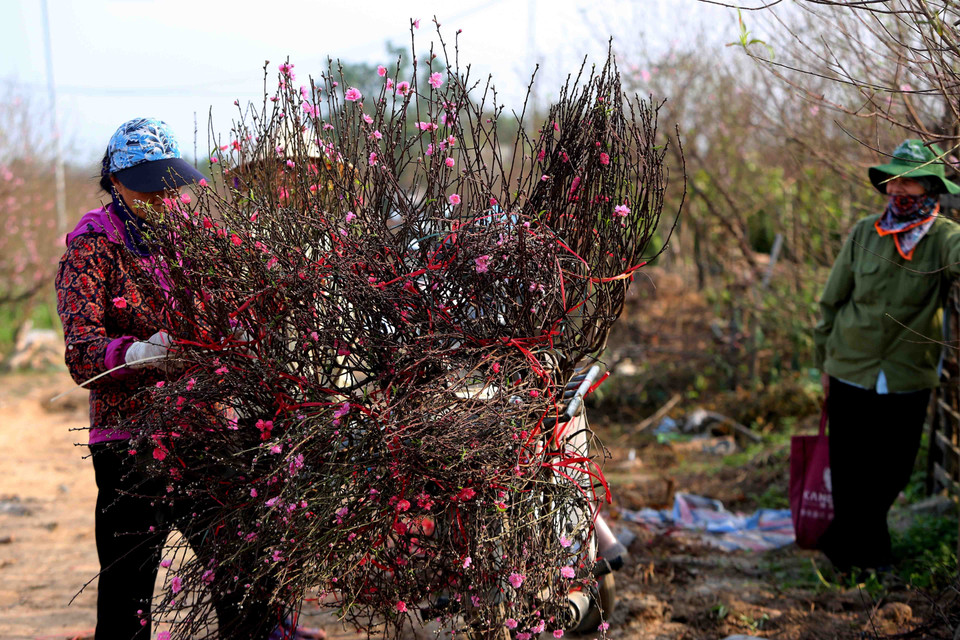 桃花提前盛开，吸引了众多首都河内居民前来欣赏和购买。越通社记者 成达 摄