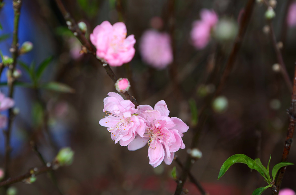 桃花提前盛开，吸引了众多首都河内居民前来欣赏和购买。越通社记者 成达 摄