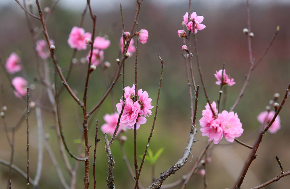 桃花提前盛开。越通社记者 成达 摄
