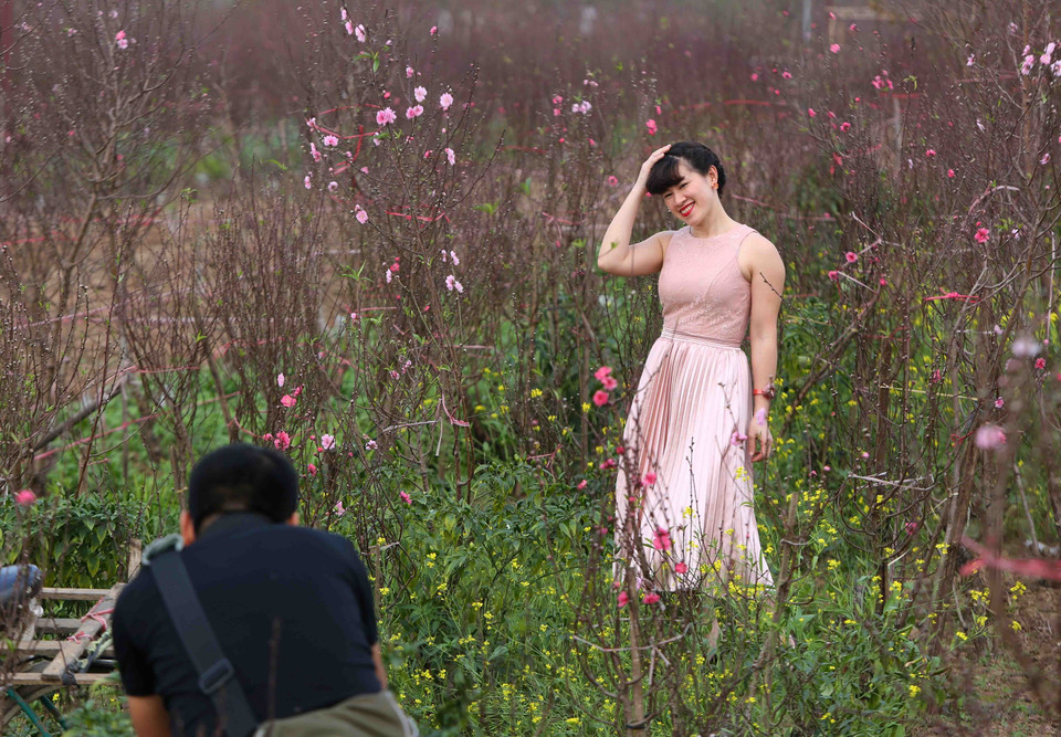 众多首都河内居民前来欣赏桃花。越通社记者 成达 摄