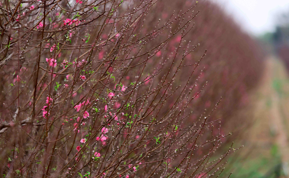 桃花提前盛开。越通社记者 成达 摄