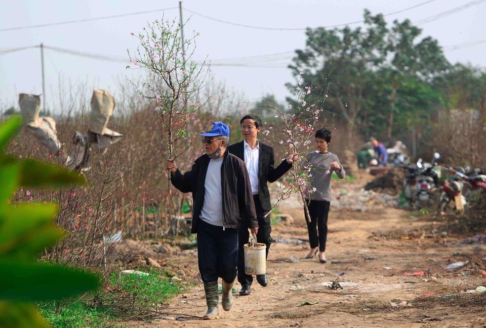 桃花提前盛开，吸引了众多首都河内居民前来欣赏和购买。越通社记者 成达 摄