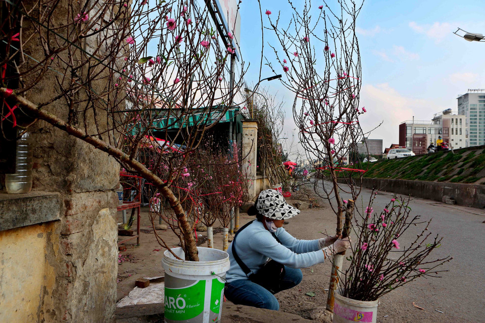 桃花提前盛开，吸引了众多首都河内居民前来欣赏和购买。越通社记者 成达 摄