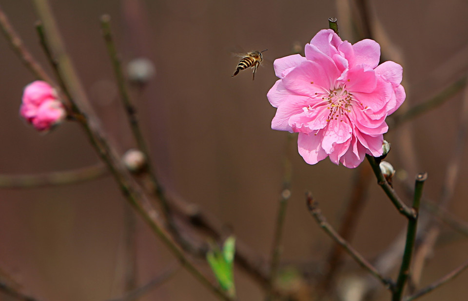 桃花提前盛开。越通社记者 成达 摄