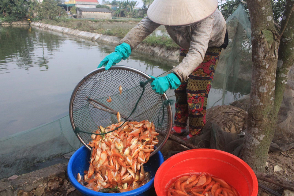 值此腊月二十三来临之际，专门养殖和销售鲤鱼的清化省广昌县广新乡新古村总是人山人海,熙熙攘攘，生意火爆。（图片来源：越通社)