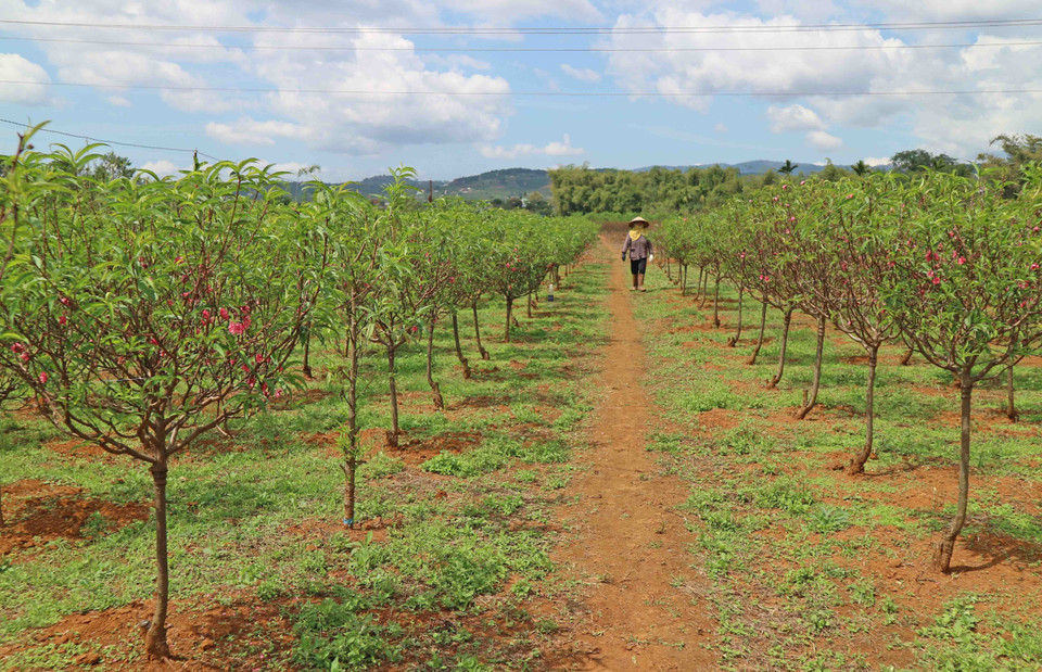 日新桃花在林同省高原盛开。（图片来源：越通社）