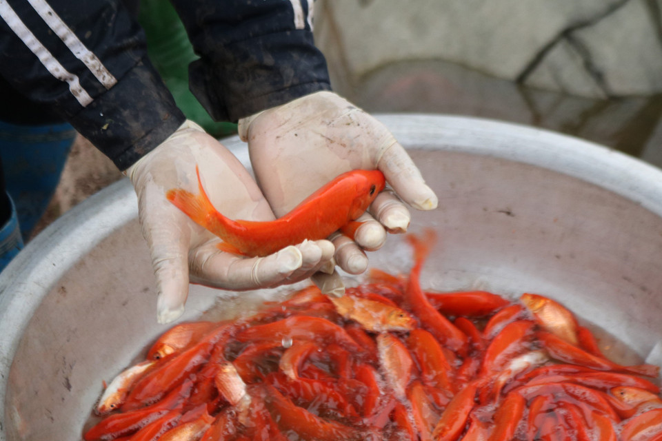 在祭拜灶王后，家主将放生鲤鱼，他们认为，放生的鲤鱼是供灶王升天和返回下界的用具。选用鲤鱼是因为在越南民间观念中，鲤鱼是富贵、繁衍生息的象征，而且在越南人的观念中，鲤鱼有神奇的能力——跳龙门，龙鸣则雨，而雨是农民们在生产季节中非常需要的。（图片来源：越通社)