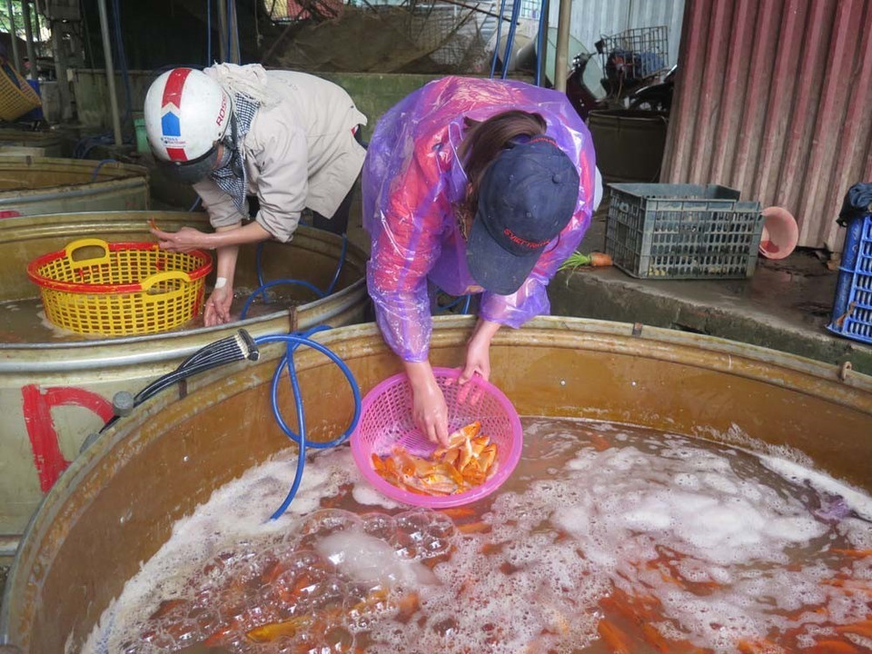 祀灶日前夕繁忙的鲤鱼市场。越通社记者 孟明 摄 