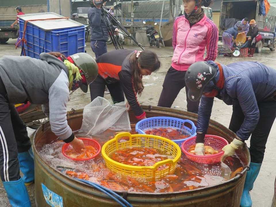 祀灶日前夕繁忙的鲤鱼市场。越通社记者 孟明 摄 