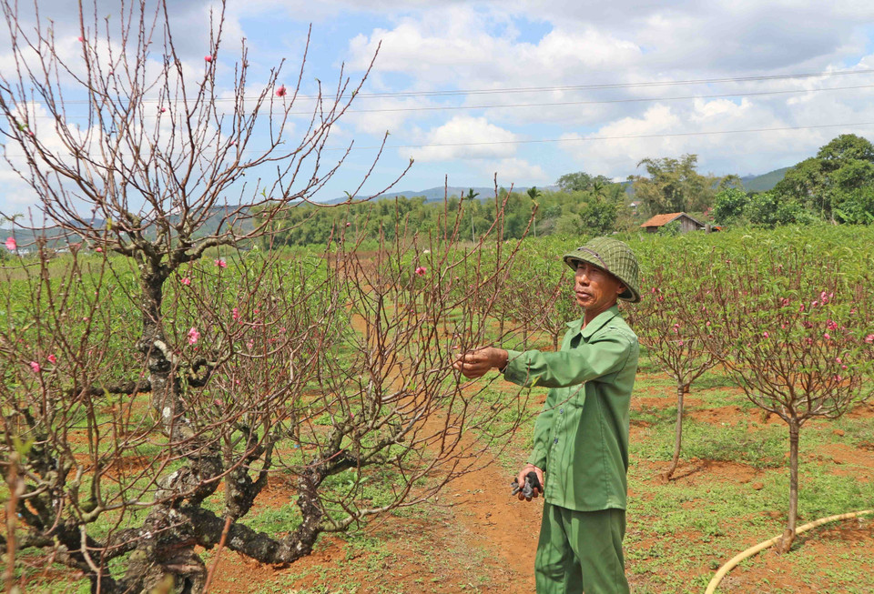 日新桃花在林同省高原盛开。（图片来源：越通社）