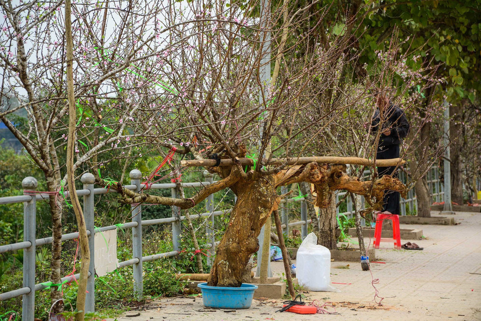 奠边省桃花街。（图片来源：越通社）
