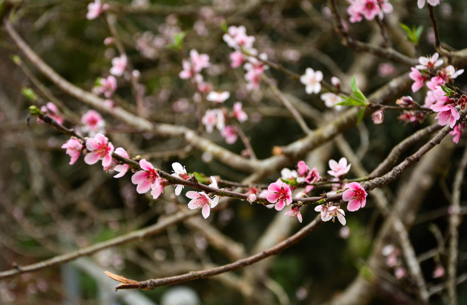 奠边省桃花。（图片来源：越通社）